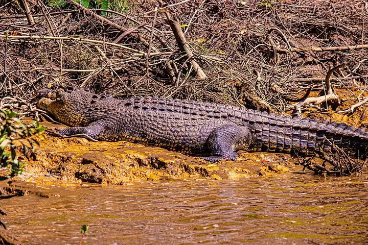 Ein großes Leistenkrokodil, das auf einem schlammigen Ufer nahe am Wasser ruht.
